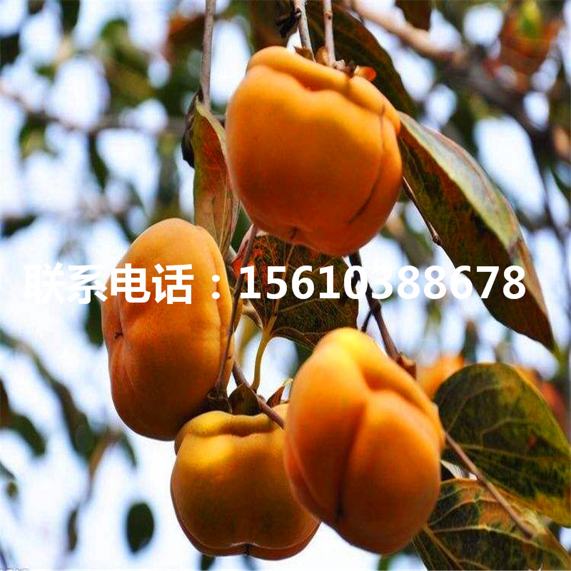 富平尖柿苗產(chǎn)量多少、富平尖柿苗出售基地