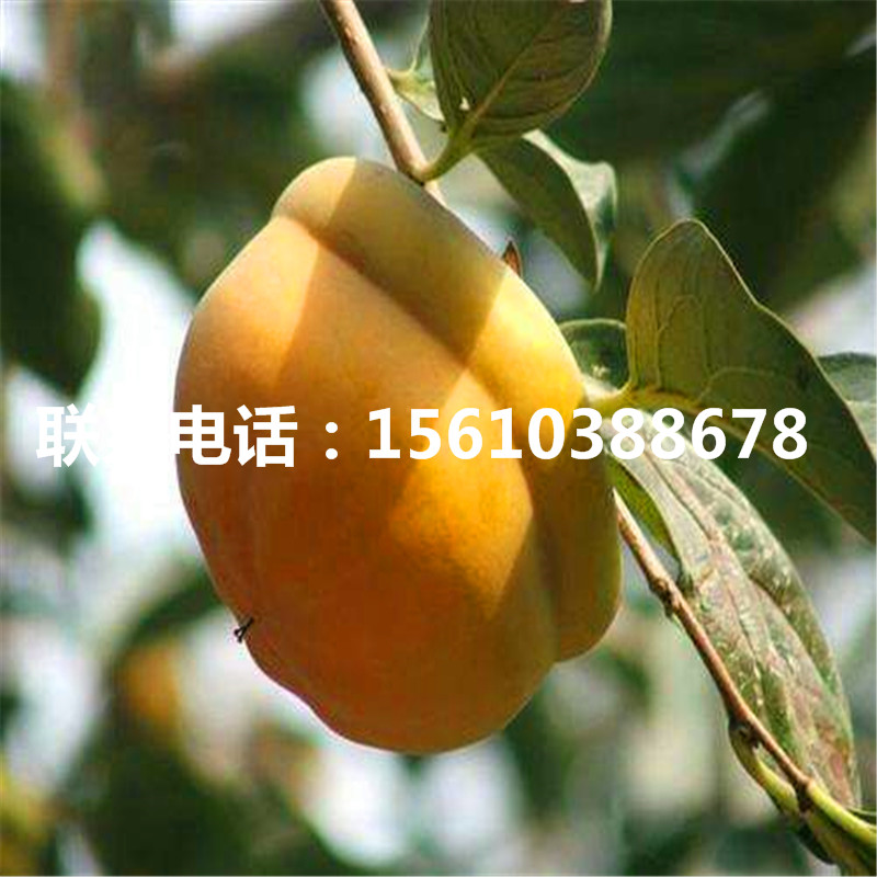 合柿柿子苗價(jià)格多少、合柿柿子苗哪里有賣的