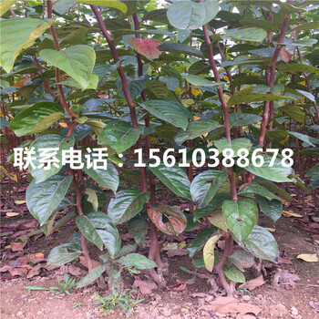 大秋柿子苗什么價(jià)格、大秋柿子苗哪里有賣的