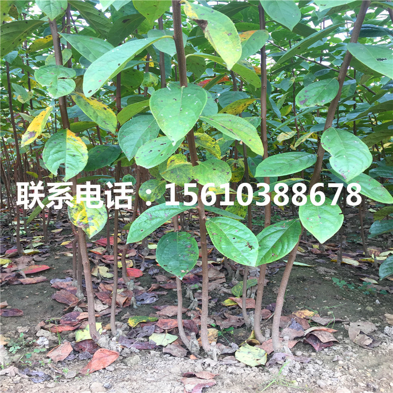 黑柿子樹苗什么價(jià)格、黑柿子樹苗哪里有賣的