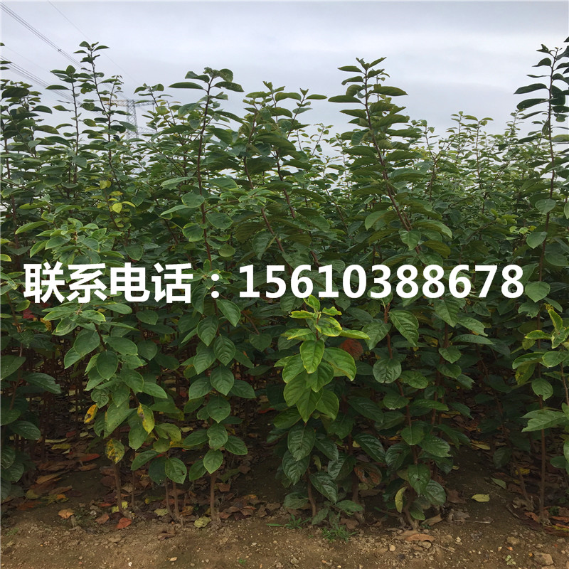 富平尖柿苗銷售價(jià)格、富平尖柿苗出售多少錢