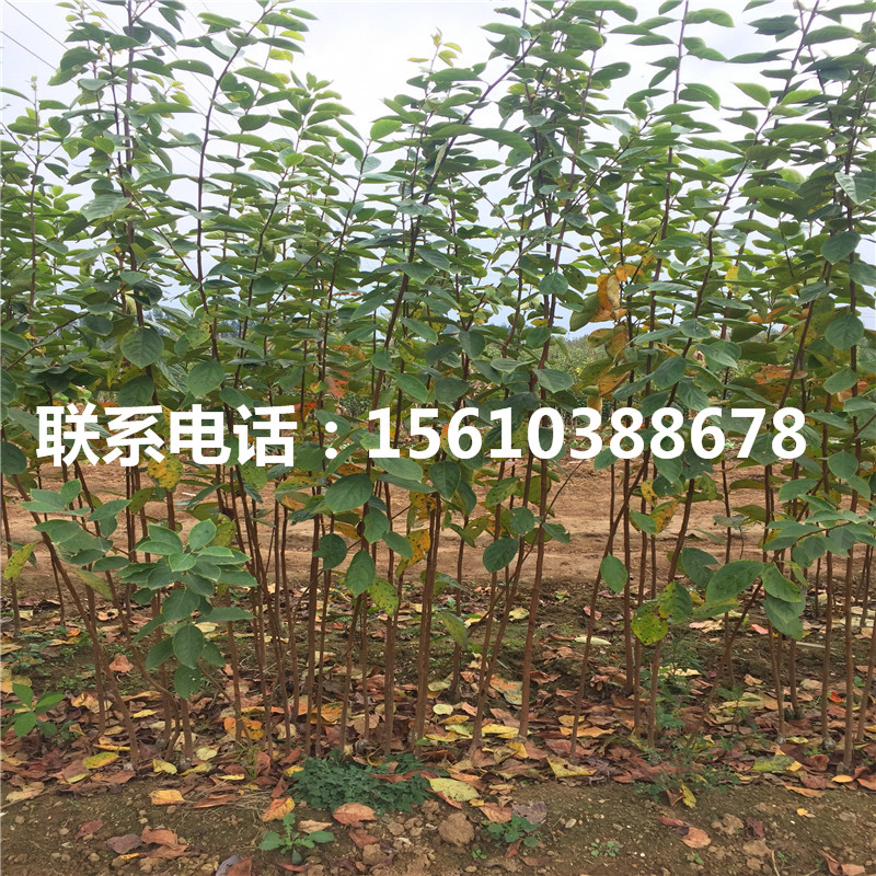 脆柿子苗什么品種好、脆柿子苗多少錢一棵
