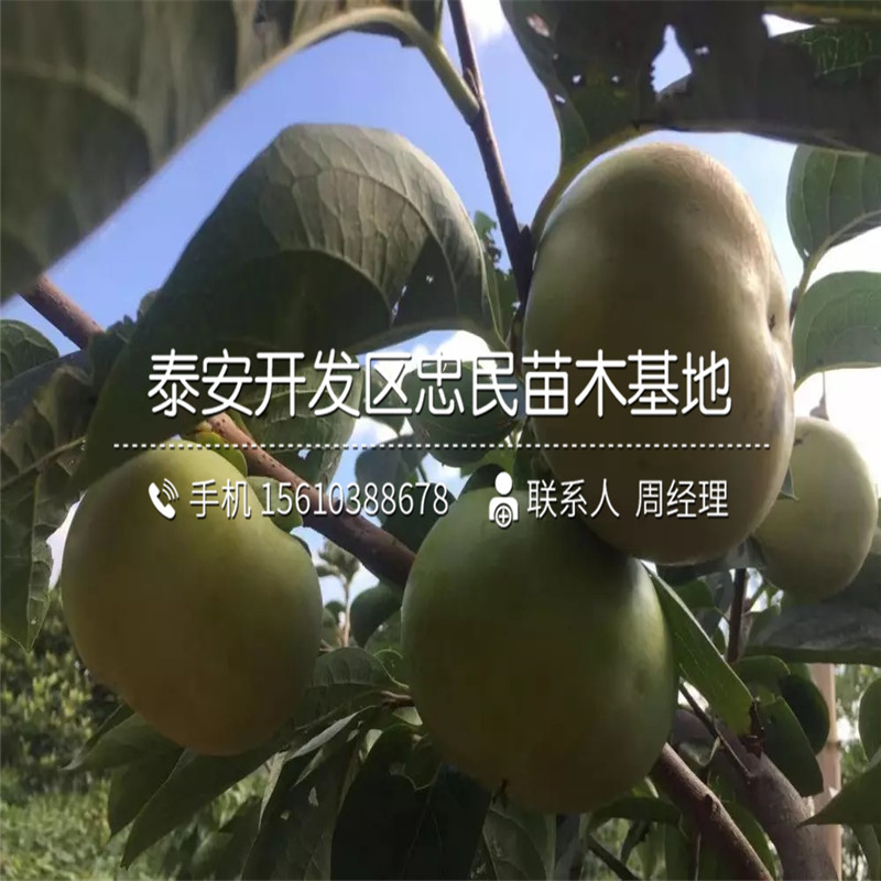 大秋柿子苗價格多少、大秋柿子苗價格及報價