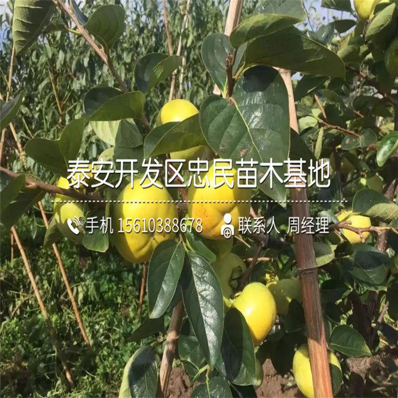 4公分柿苗銷售價格、4公分柿苗出售基地