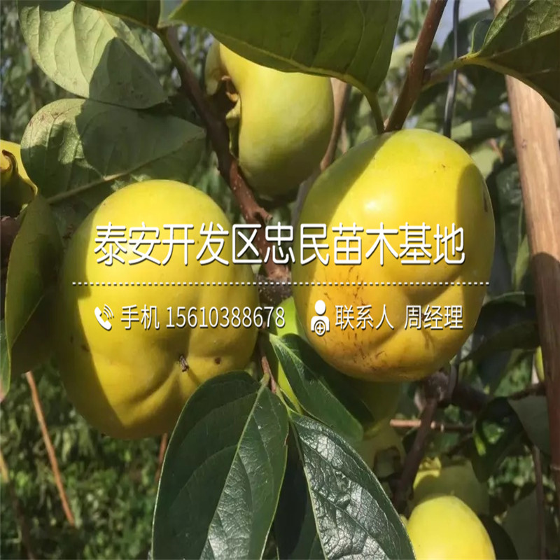 新秋柿子苗什么品種好、新秋柿子苗多少錢一棵