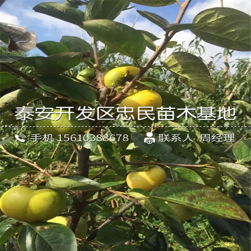 興津20柿苗基地、興津20柿苗出售基地