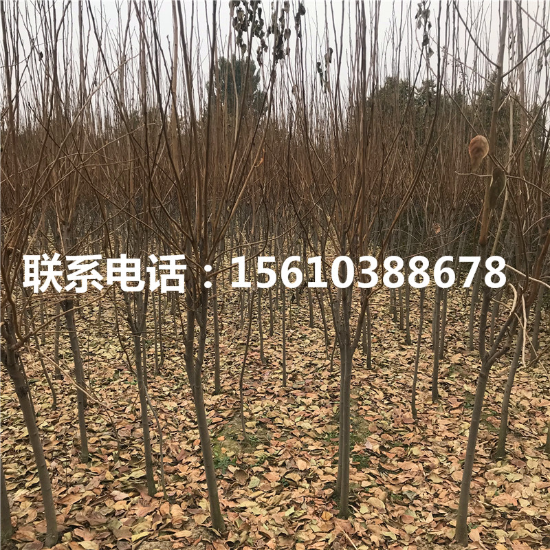太秋柿子苗附近哪里有、太秋柿子苗包郵價(jià)格