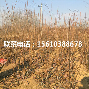 太秋柿子苗什么品種好、太秋柿子苗售價(jià)