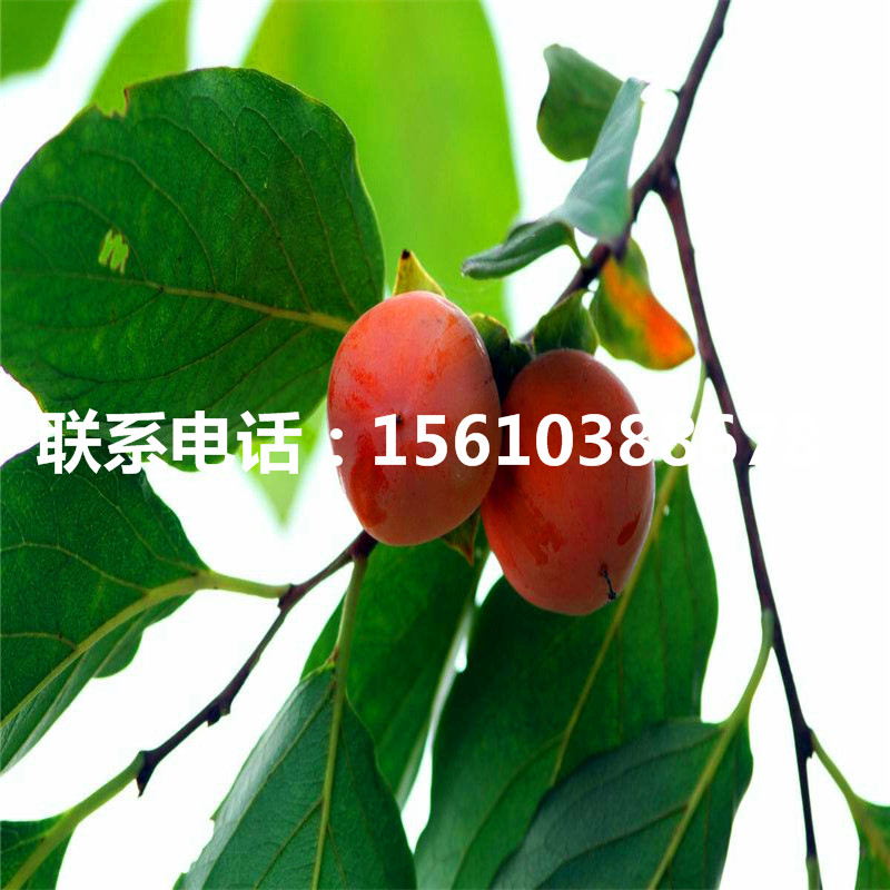 次郎柿子苗附近哪里有、次郎柿子苗出售多少錢(qián)