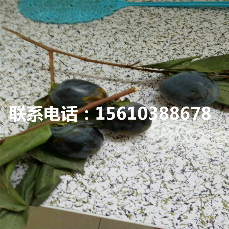 次郎柿子苗附近哪里有、次郎柿子苗出售多少錢(qián)