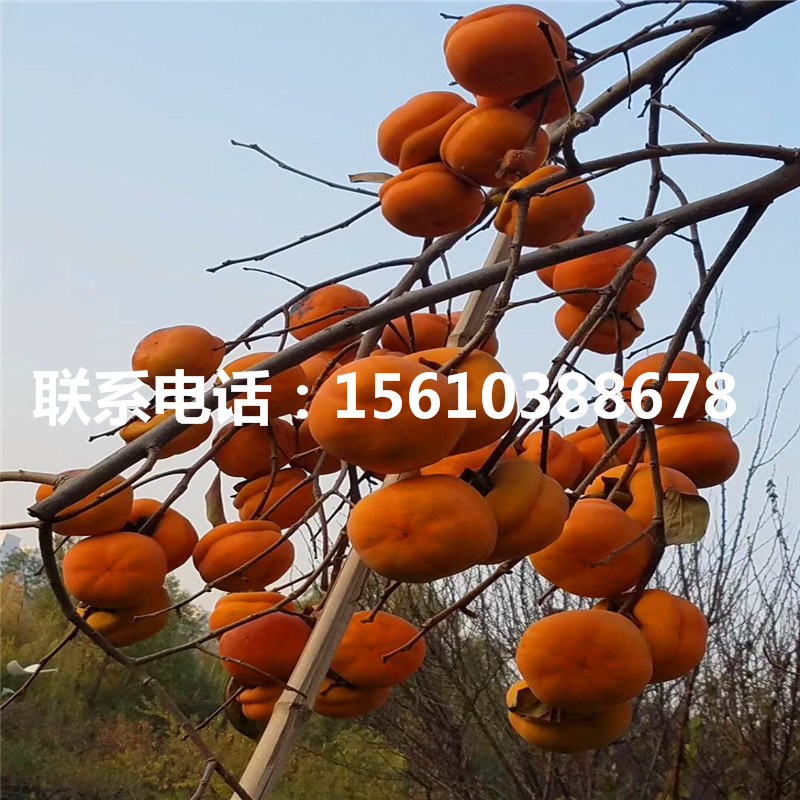 牛心柿子苗什么品種好、牛心柿子苗哪里批發(fā)