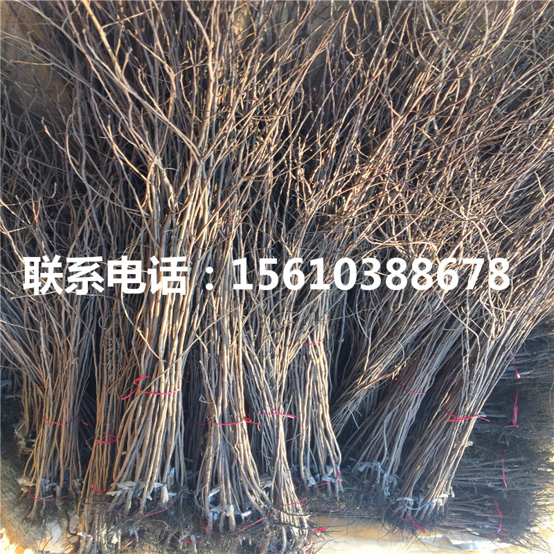 甜脆柿子苗一株多少錢、甜脆柿子苗售價