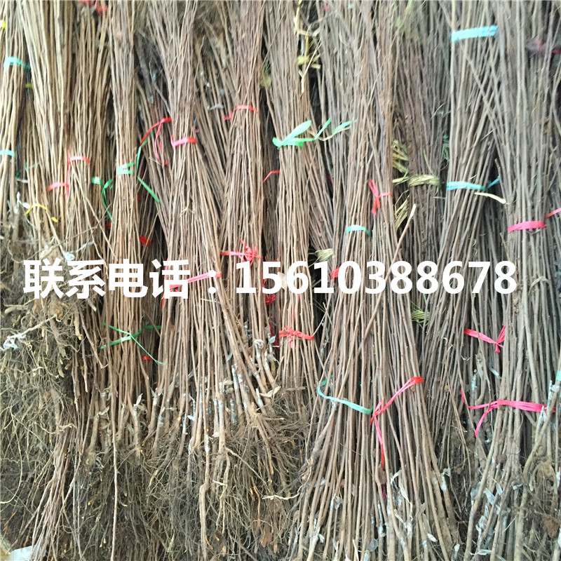 柿子樹苗產(chǎn)量多少、柿子樹苗出售基地