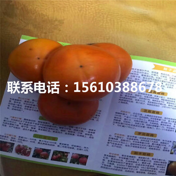 黑柿子苗什么品種好、黑柿子苗哪里有賣的