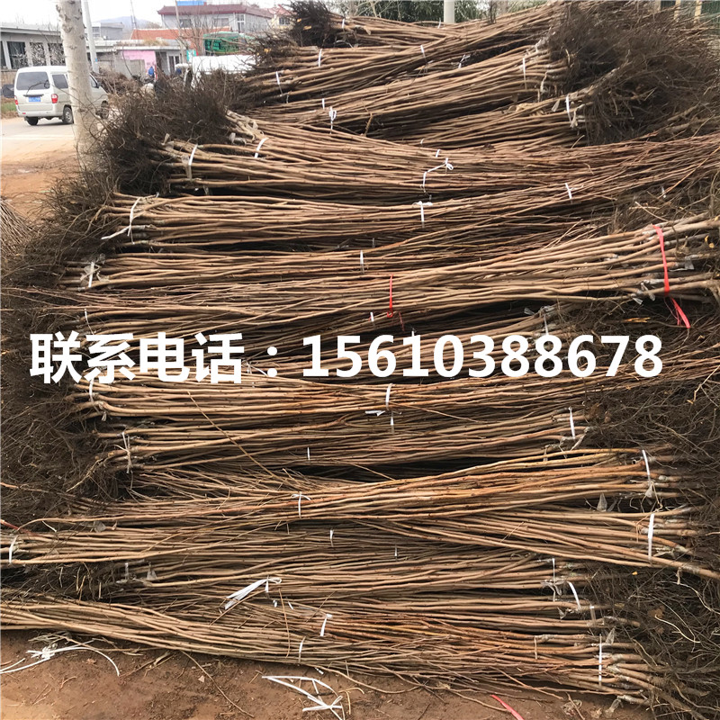 大秋柿子苗銷售基地、大秋柿子苗哪里批發