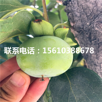 1公分柿苗附近哪里有、1公分柿苗多少錢一棵