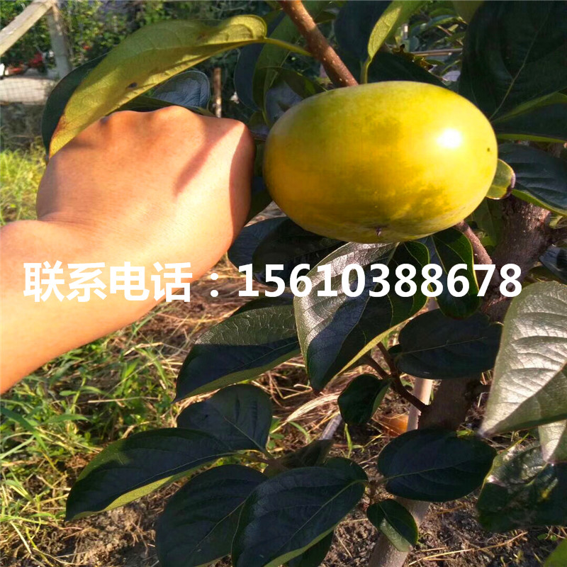 富平尖柿苗附近哪里有、富平尖柿苗出售基地