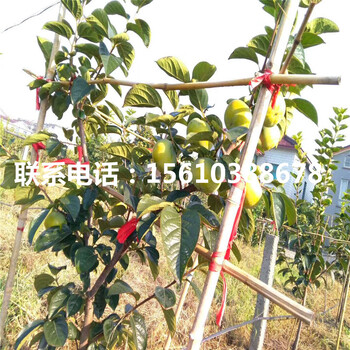 大秋柿子苗價格多少、大秋柿子苗上車價格