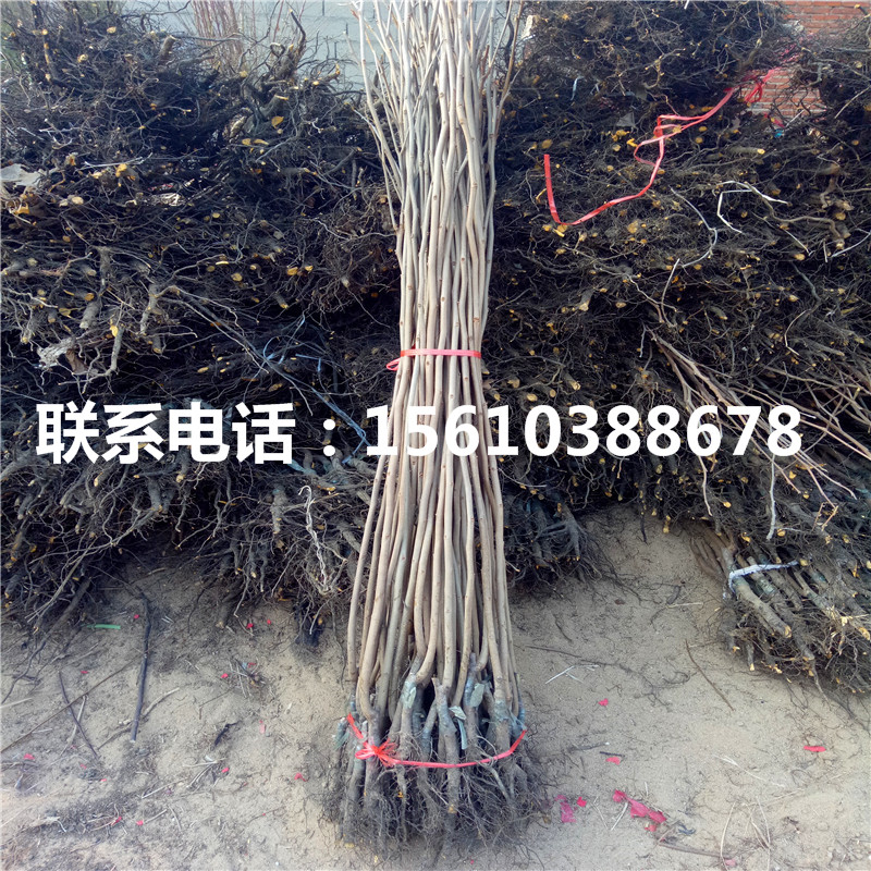 2公分柿苗銷(xiāo)售基地、2公分柿苗售價(jià)