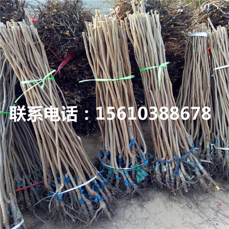 新秋柿子苗什么價(jià)格、新秋柿子苗零售價(jià)格