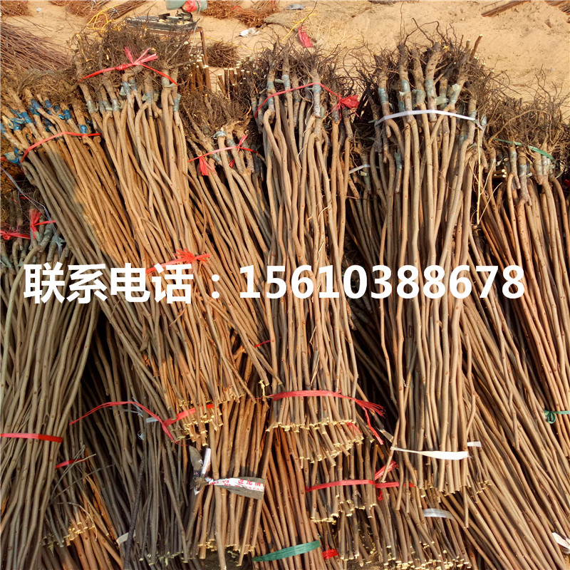 柿子苗什么價(jià)格、柿子苗出售價(jià)錢