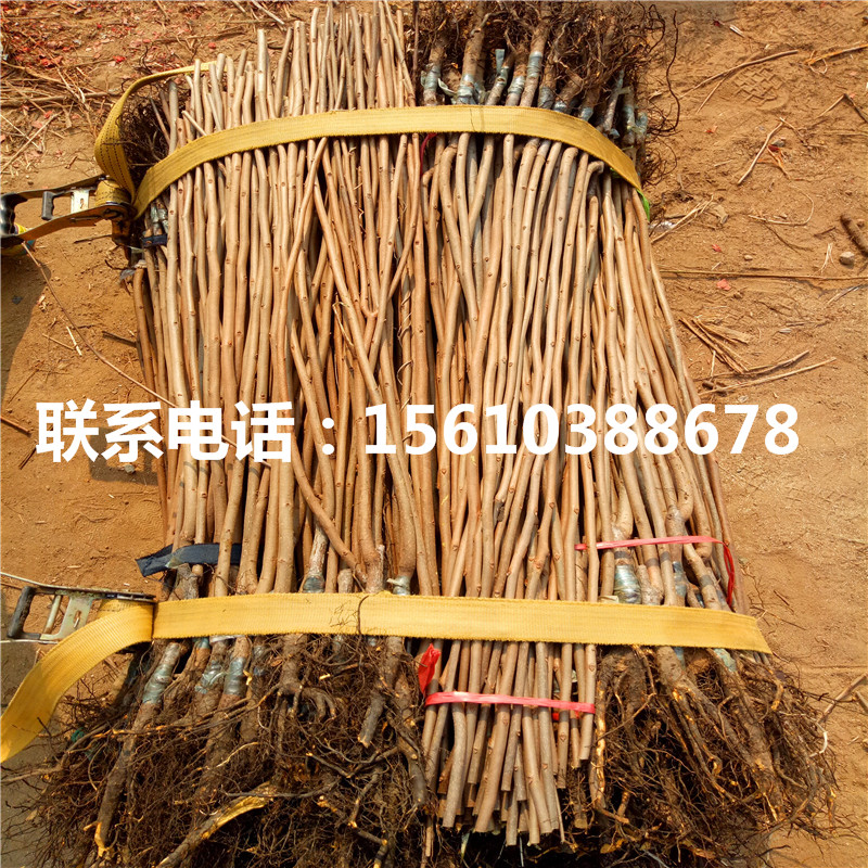 巧克力柿苗種植技術(shù)、巧克力柿苗包郵價(jià)格