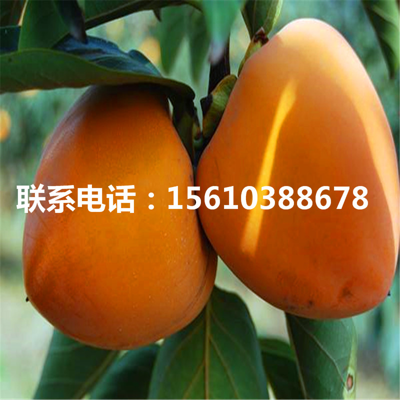甜柿子苗附近哪里有、甜柿子苗價格及報價