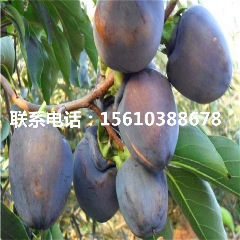 脆柿子苗什么品種好、脆柿子苗多少錢一棵