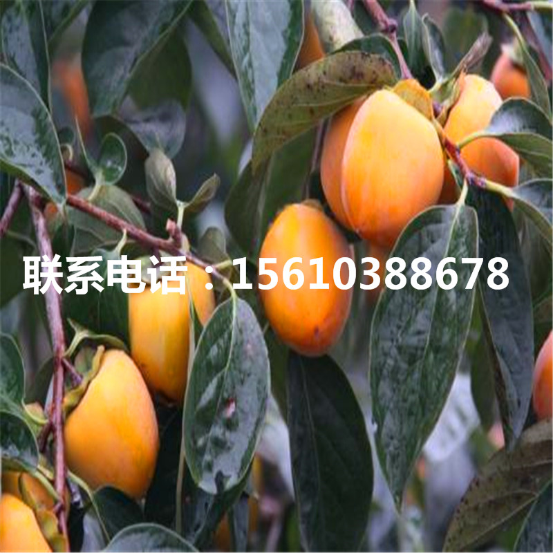 胎里紅柿苗價(jià)格多少、胎里紅柿苗出售多少錢(qián)
