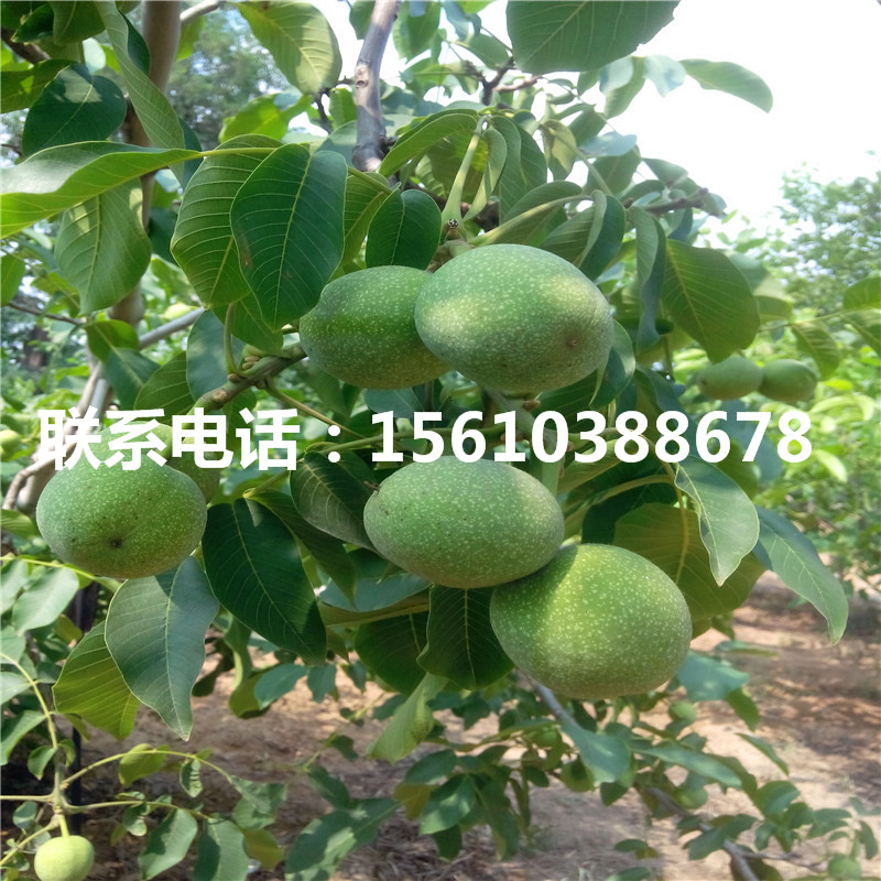 碧根果樹苗價位、碧根果樹苗價格多少