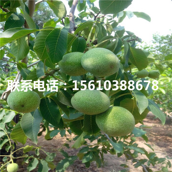 碧根果樹(shù)苗那種好、碧根果樹(shù)苗栽培技術(shù)