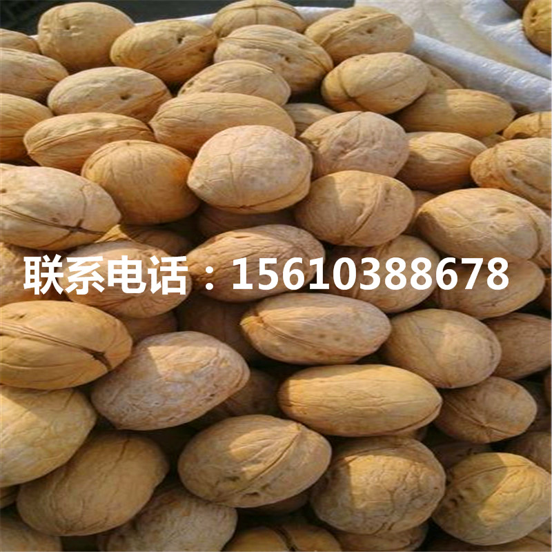 碧根果樹苗價(jià)格、碧根果樹苗批發(fā)價(jià)錢