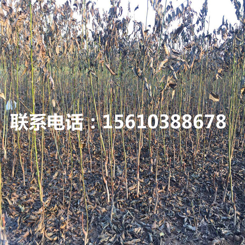 碧根果樹苗那家好、碧根果樹苗出售單價