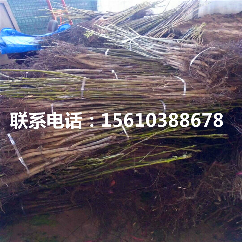 碧根果樹苗品種、碧根果樹苗栽培技術(shù)