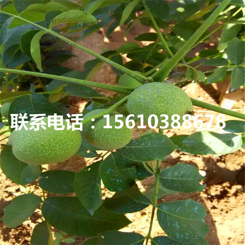 碧根果樹苗那家好、碧根果樹苗出售單價