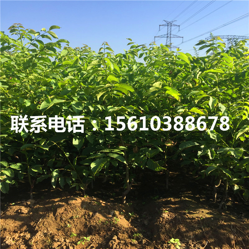 碧根果樹苗價格、碧根果樹苗栽培技術
