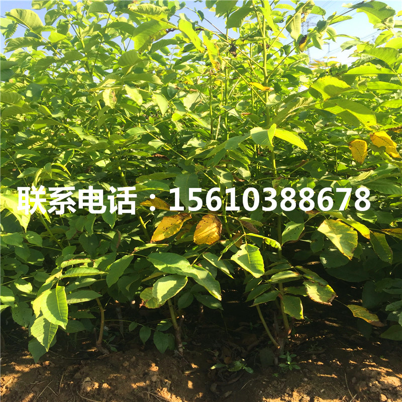 碧根果樹苗產(chǎn)地在哪里、碧根果樹苗價(jià)格多少