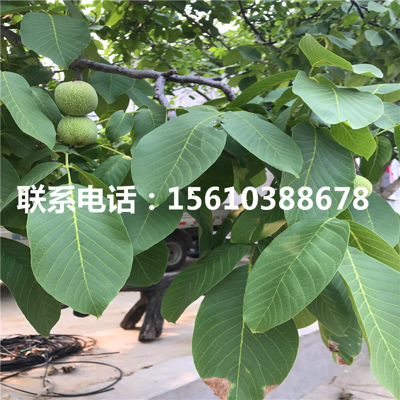 碧根果樹苗報(bào)價(jià)、碧根果樹苗多少錢一株