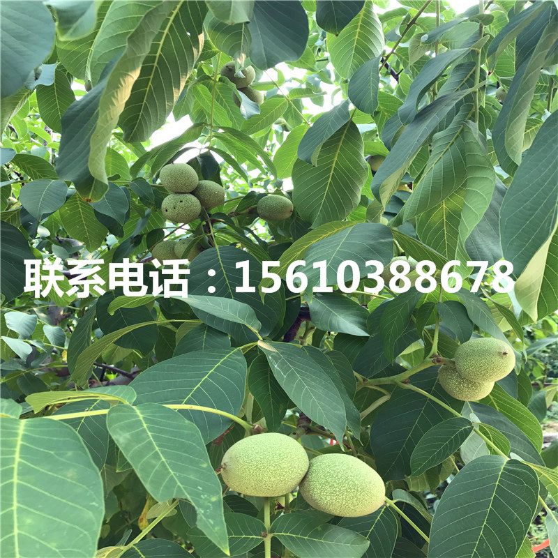 碧根果樹(shù)苗哪里有賣(mài)、碧根果樹(shù)苗哪里出售