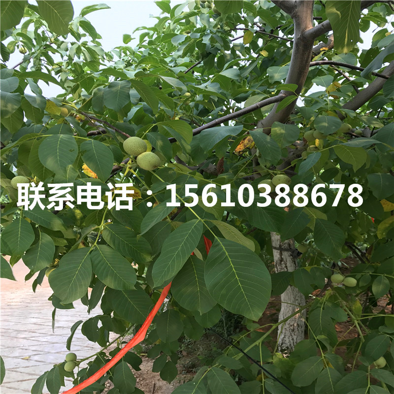 碧根果樹苗產(chǎn)地在哪里、碧根果樹苗價(jià)格多少