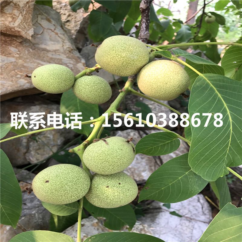 碧根果樹苗價格、碧根果樹苗批發(fā)出售