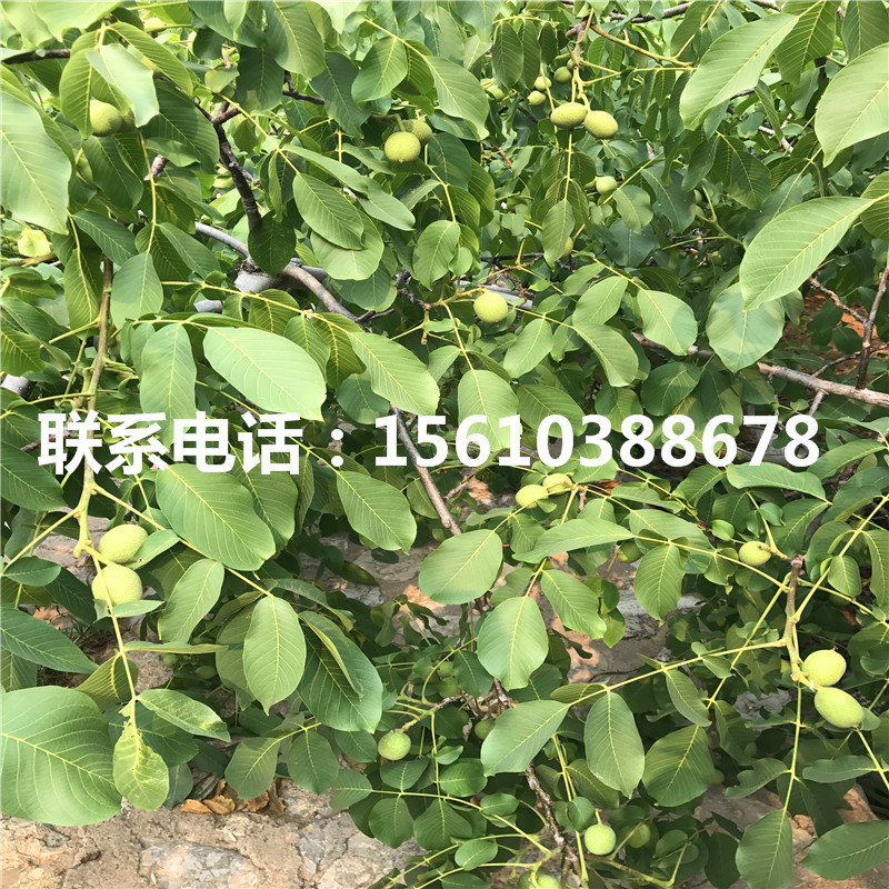 碧根果樹苗價位、碧根果樹苗多少錢一株