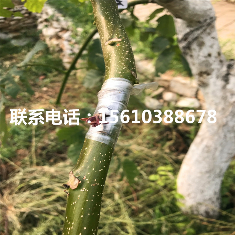 碧根果樹(shù)苗價(jià)格多少、碧根果樹(shù)苗價(jià)格