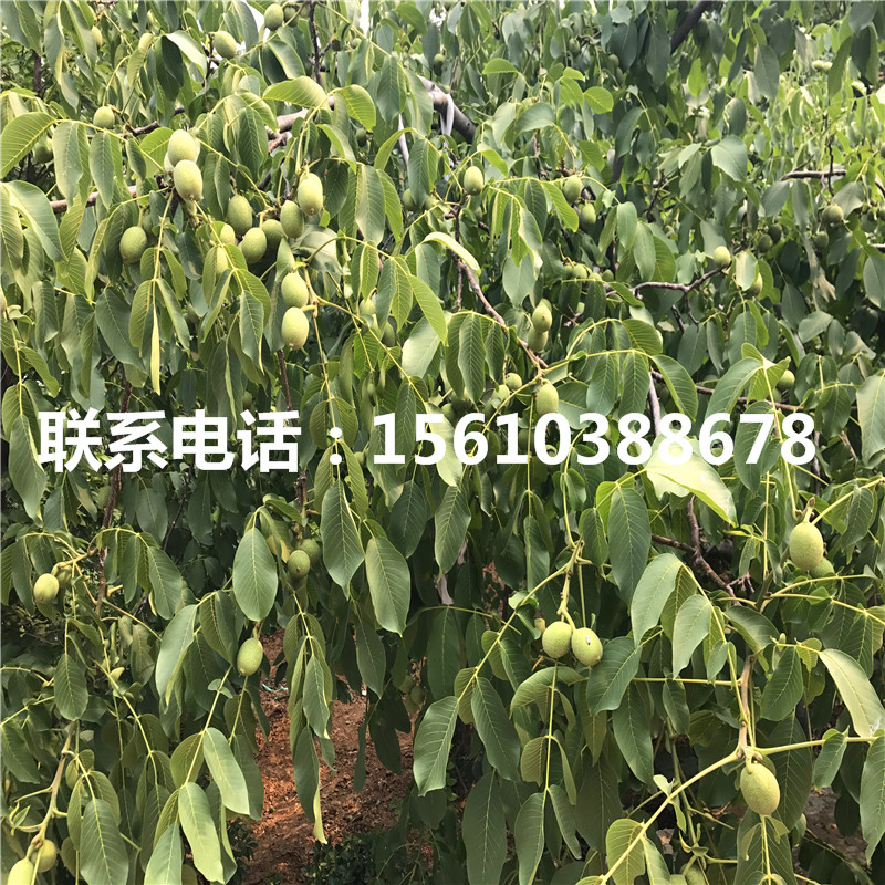 碧根果樹苗產(chǎn)地在哪里、碧根果樹苗供應(yīng)商