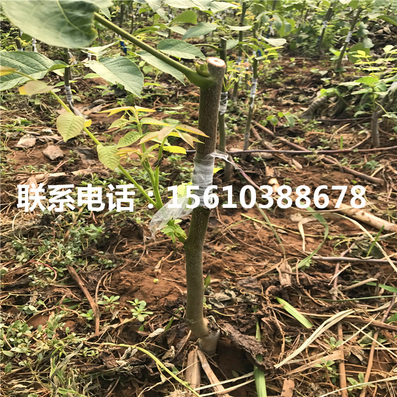 碧根果樹苗報(bào)價(jià)、碧根果樹苗多少錢一株