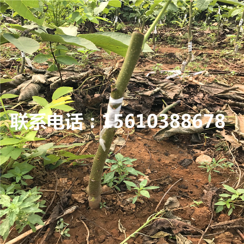碧根果樹苗管理技術(shù)、碧根果樹苗哪里供應(yīng)