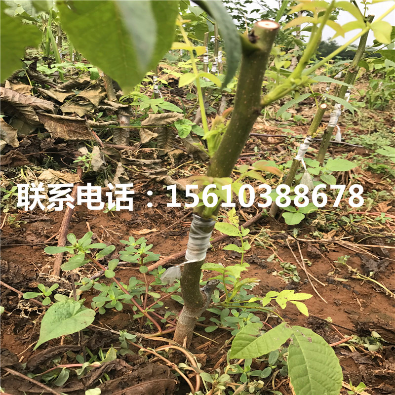 碧根果樹苗簡介、碧根果樹苗哪里出售