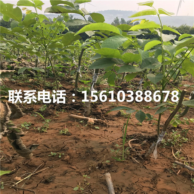 碧根果樹苗價位、碧根果樹苗多少錢一株
