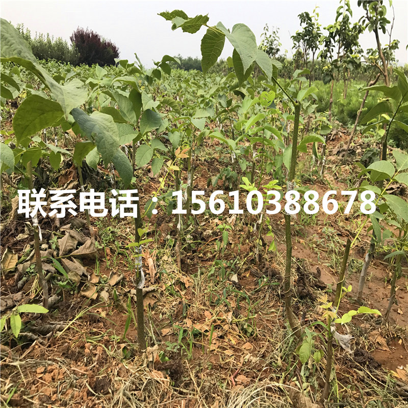碧根果樹苗品種、碧根果樹苗批發(fā)價錢
