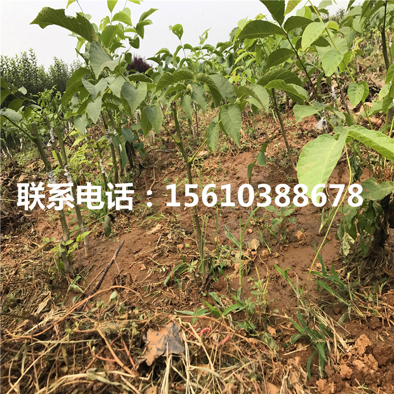 碧根果樹苗品種、碧根果樹苗栽培技術(shù)
